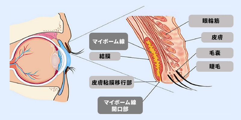 マイボーム腺機能不全への新しい治療：部位紹介図